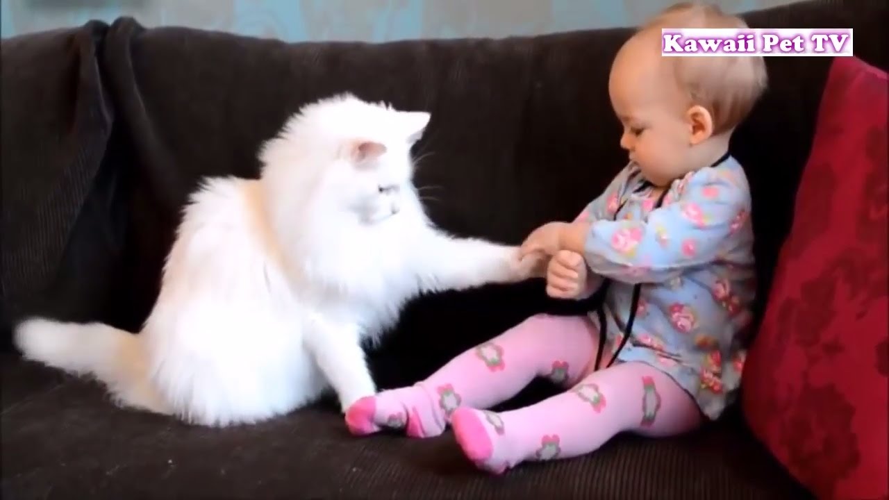 猫が赤ちゃんをあやす癒される動画集 猫と赤ちゃんはお友達 Buzz Site