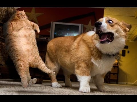 絶対笑う 最高におもしろ犬 猫 動物のハプニング 失敗画像集 2 Buzz Site