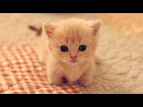 猫かわいい すごくかわいい子猫 最も面白い猫の映画17 104 Buzz Site